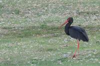 Ciconia nigra