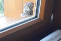 Athene noctua