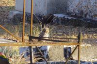 Athene noctua