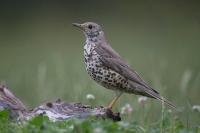 Turdus viscivorus