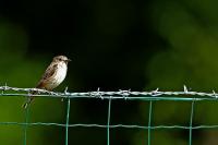 Muscicapa striata