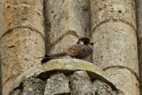 Falco peregrinus