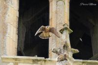 Falco peregrinus