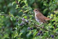 Luscinia megarhynchos