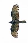 Pernis apivorus