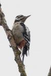 Dendrocopos major