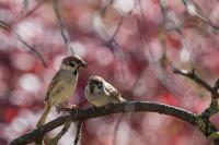 Passer montanus