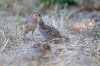 Passer domesticus