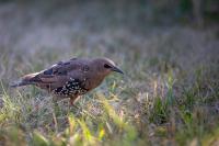 Sturnus vulgaris