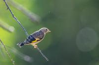 Carduelis carduelis