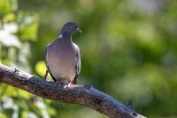 Columba palumbus