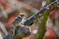 Passer montanus