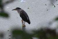 Nycticorax nycticorax