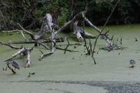 Nycticorax nycticorax