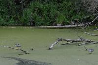 Nycticorax nycticorax