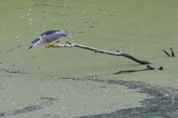 Nycticorax nycticorax