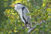 Ardea cinerea