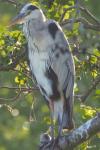 Ardea cinerea