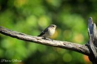 Ficedula hypoleuca