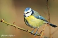 Cyanistes caeruleus