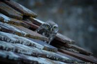 Athene noctua