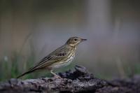 Anthus trivialis