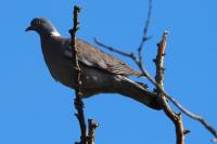 Columba palumbus