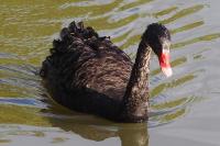 Cygnus atratus