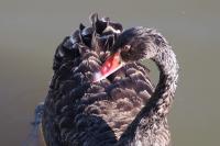 Cygnus atratus