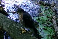 Accipiter nisus