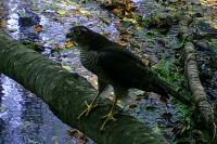 Accipiter nisus