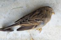 Passer domesticus