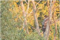 Haliaeetus albicilla