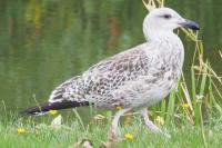 Larus michahellis