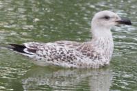 Larus michahellis