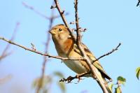 Fringilla montifringilla