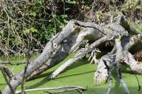 Nycticorax nycticorax