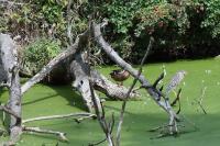 Nycticorax nycticorax