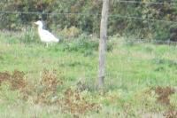 Bubulcus ibis