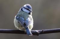 Cyanistes caeruleus