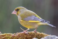 Chloris chloris