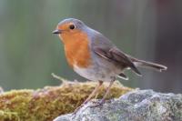 Erithacus rubecula
