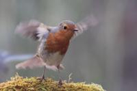 Erithacus rubecula