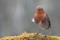 Erithacus rubecula