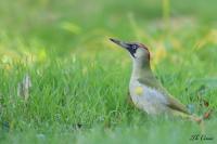 Picus viridis