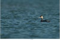 Podiceps cristatus