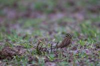 Emberiza cirlus