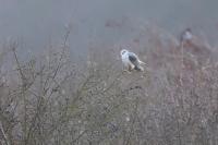 Elanus caeruleus
