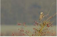 Elanus caeruleus