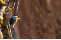 Alcedo atthis